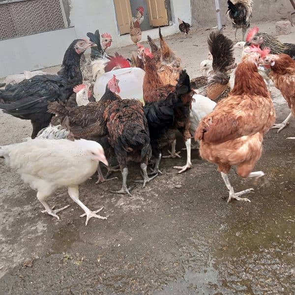 6-7 month old chiken,  adult roosters, cages, cooling pad 0