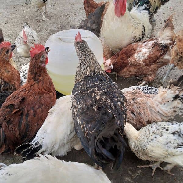 6-7 month old chiken,  adult roosters, cages, cooling pad 1