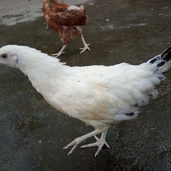 6-7 month old chiken,  adult roosters, cages, cooling pad 2