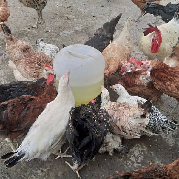 6-7 month old chiken,  adult roosters, cages, cooling pad 3