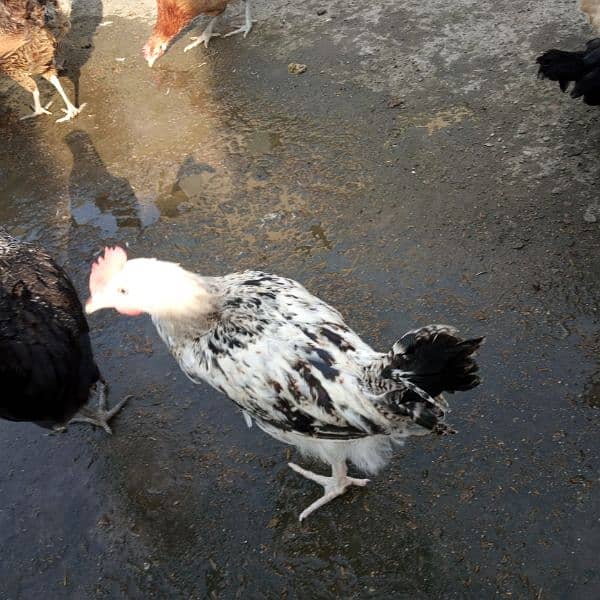 6-7 month old chiken,  adult roosters, cages, cooling pad 4