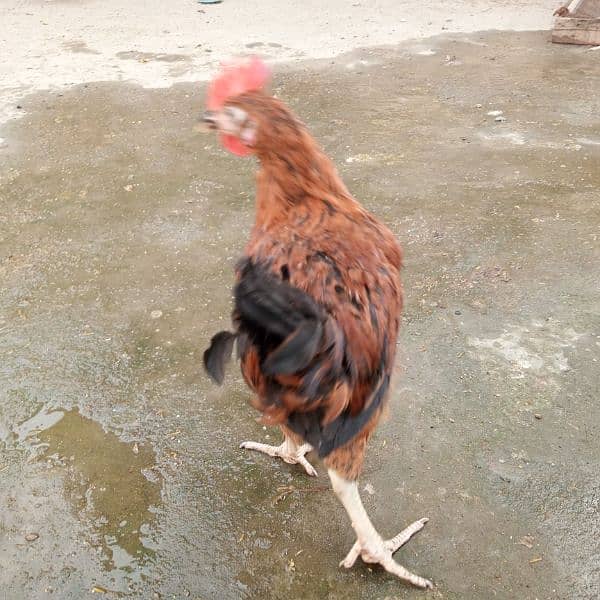 6-7 month old chiken,  adult roosters, cages, cooling pad 5