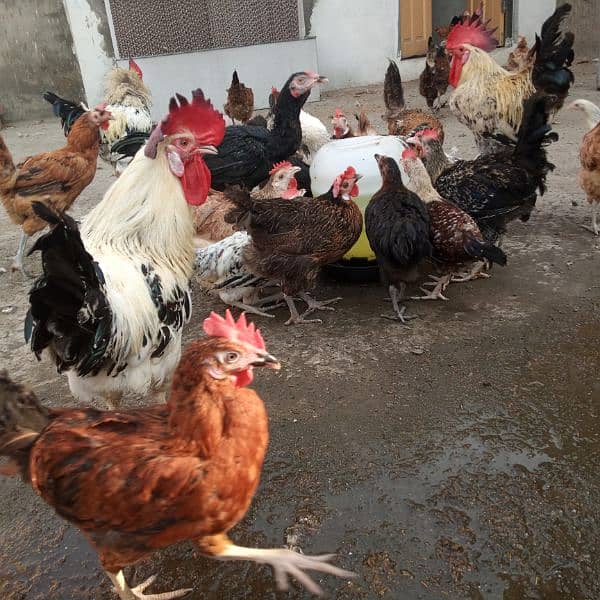 6-7 month old chiken,  adult roosters, cages, cooling pad 6