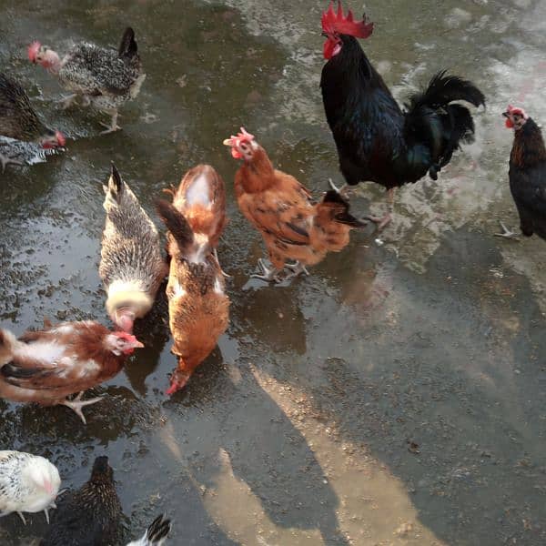 6-7 month old chiken,  adult roosters, cages, cooling pad 8