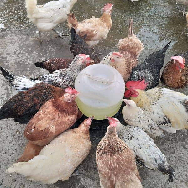 6-7 month old chiken,  adult roosters, cages, cooling pad 9