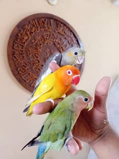 handtame love birds