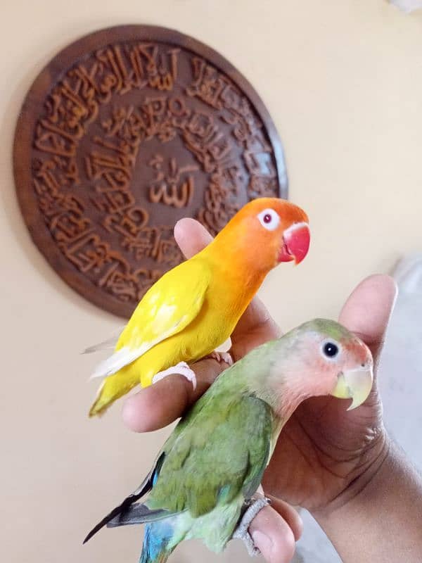 handtame love birds 1