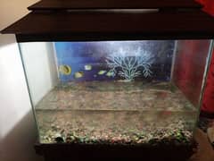 fish aquarium