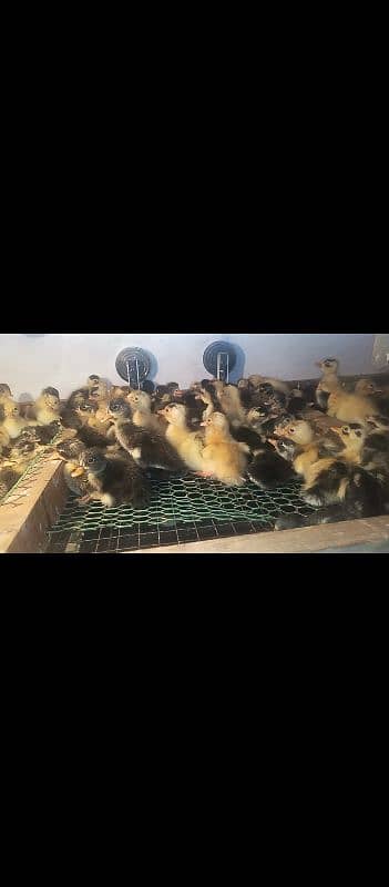 Duck chick's available 1