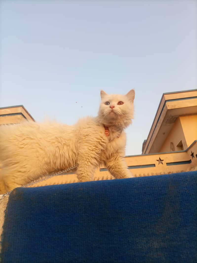 Persian cat 0