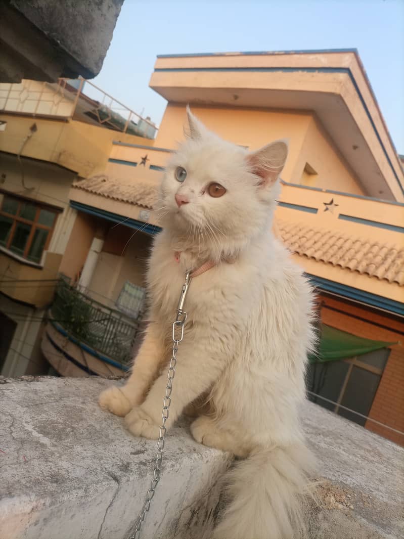 Persian cat 2