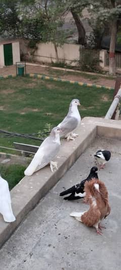 Huge Size Silver Lahori Sherazi Pair.