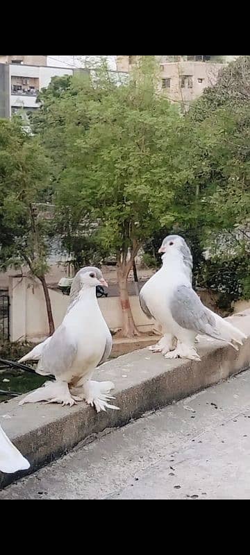 Huge Size Silver Lahori Sherazi Pair. 1