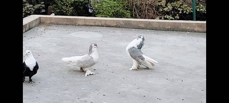 Huge Size Silver Lahori Sherazi Pair. 3