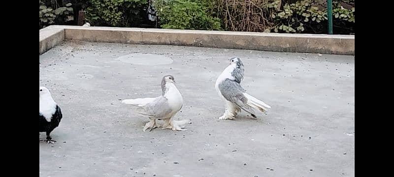 Huge Size Silver Lahori Sherazi Pair. 4