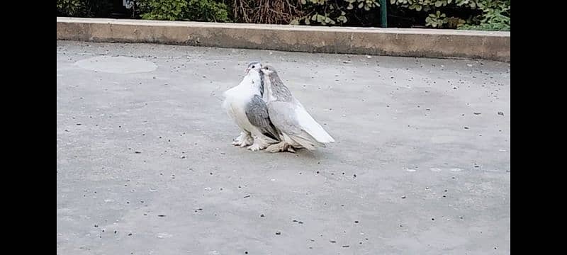 Huge Size Silver Lahori Sherazi Pair. 5