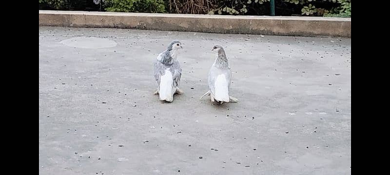 Huge Size Silver Lahori Sherazi Pair. 6