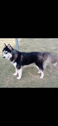 Pedigree Husky Female