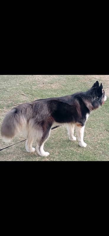 Pedigree Husky Female 4