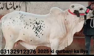 Ali goat and cattle 2025 ki qurbani ka liya ideal chize hay i