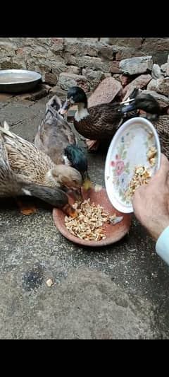 4 Ducks For Sale 1 Male Ha 3 Female Ha Par piece 1800