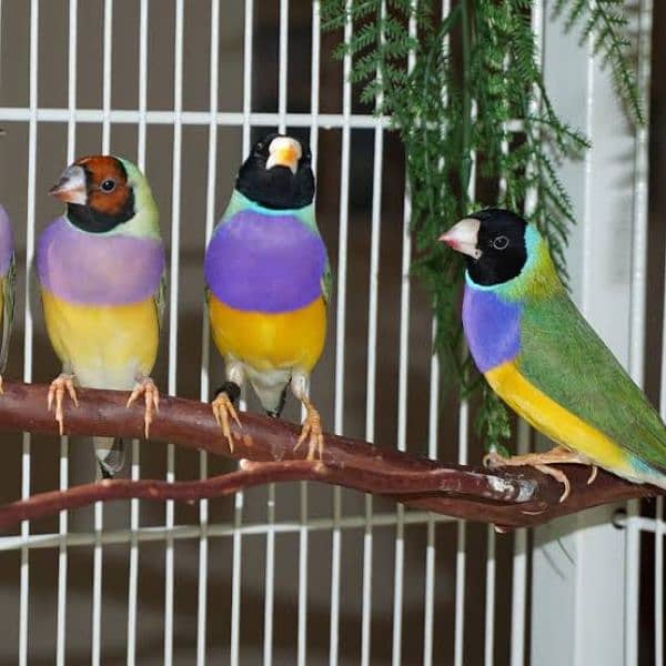 gouldian finch 1