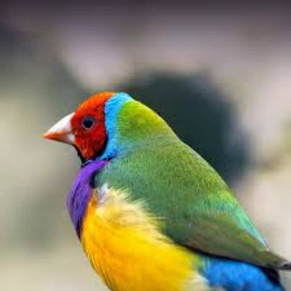 gouldian finch 2