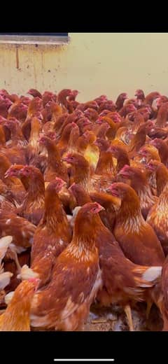 lohmann brown Fresh stater Eggs laying hens murghi Available _320 eggs