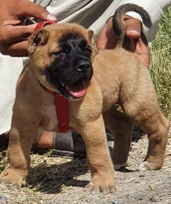 Kurdish kangal security dog for sale cargo all pakistan available 1