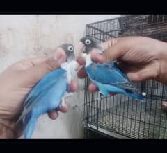 love bird 03441567770