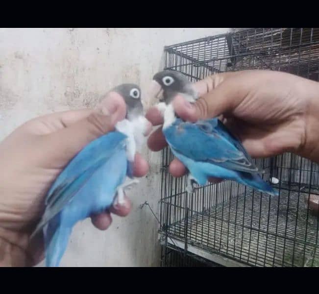 love bird 03441567770 0