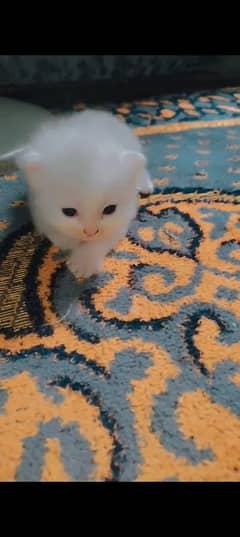 persion cat's white color