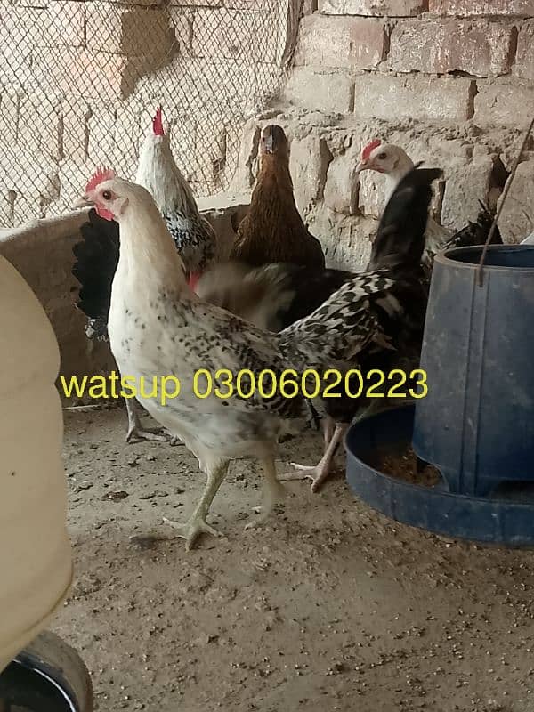 desi hen 1