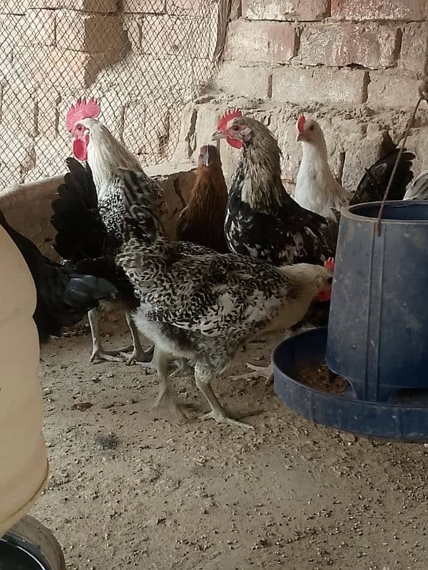 desi hen 3