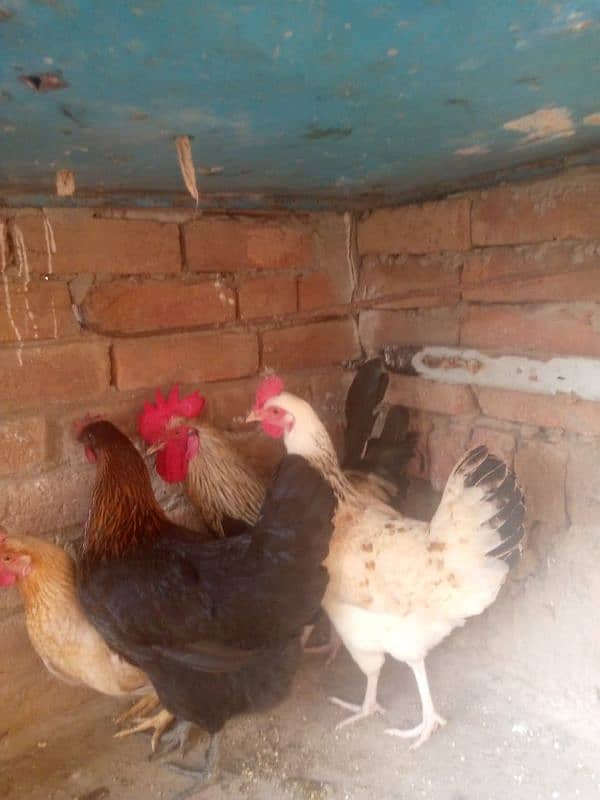 desi hen 6