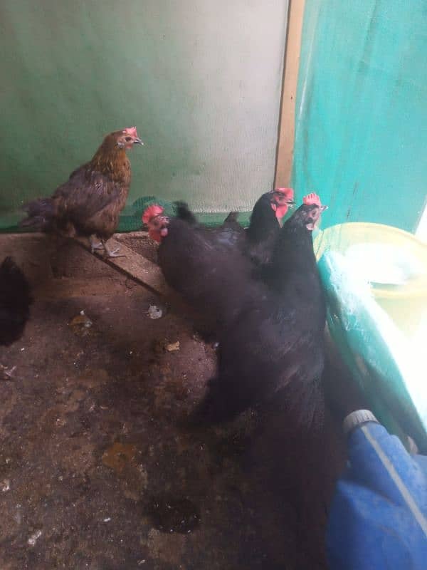 Australorp hen egg deti he 0