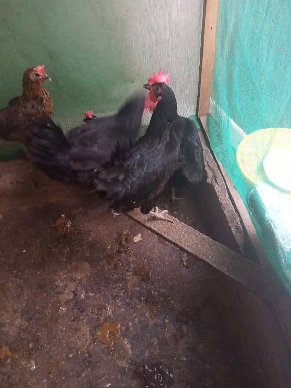 Australorp hen egg deti he 1