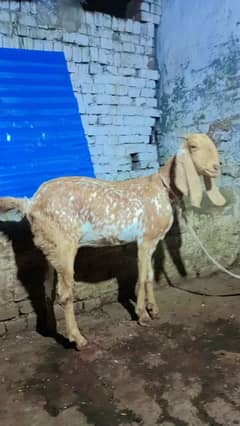 makhi cheni bakri