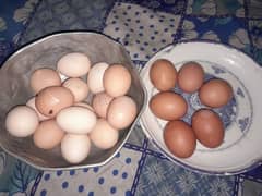 Desi eggs for sale