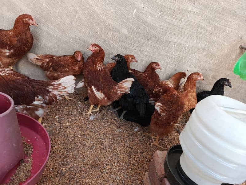 Lohman Brown Hens ready to egg laying 0