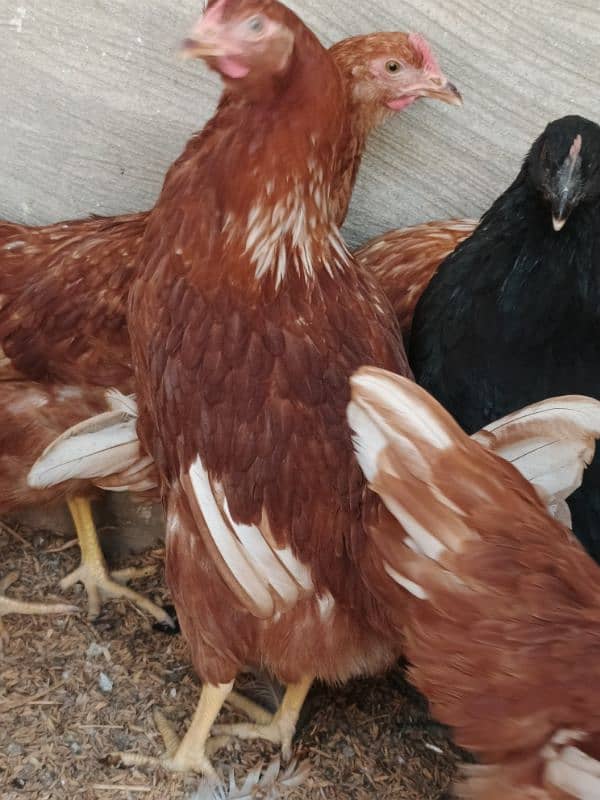 Lohman Brown Hens ready to egg laying 1