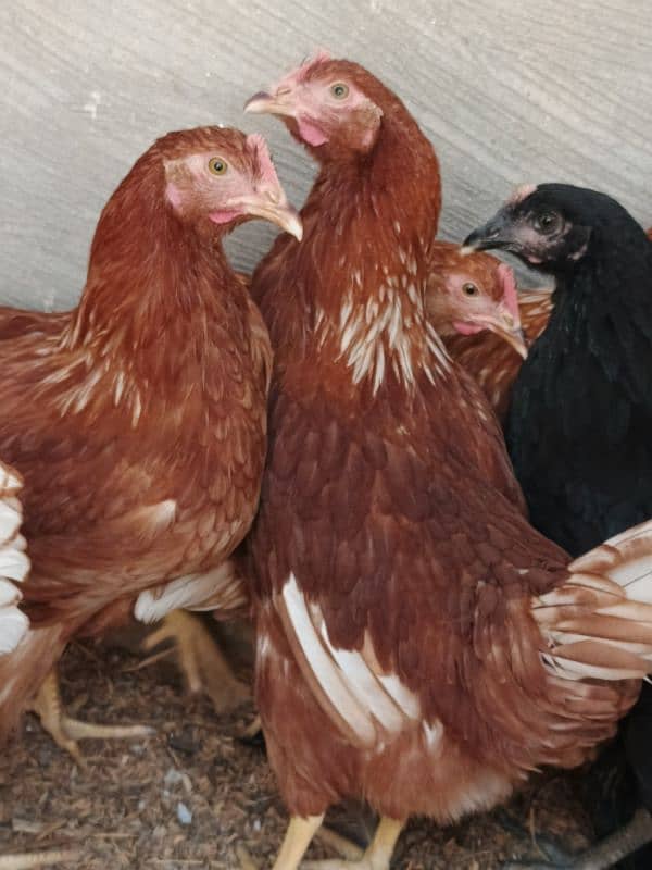 Lohman Brown Hens ready to egg laying 2