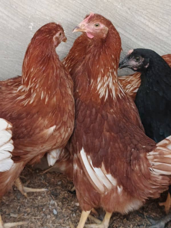 Lohman Brown Hens ready to egg laying 3