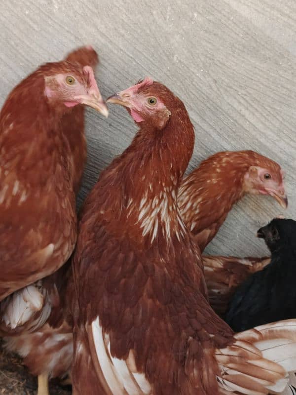 Lohman Brown Hens ready to egg laying 4