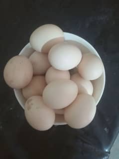 Aseel muska eggs