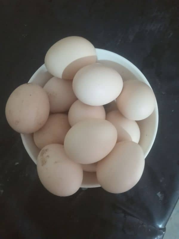 Aseel muska eggs 0