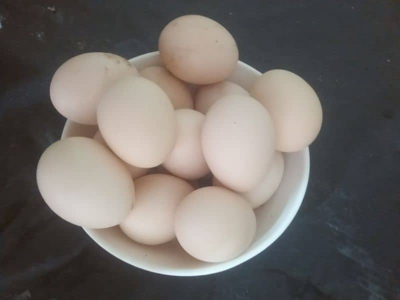 Aseel muska eggs 1