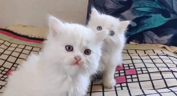 Persian beautiful Cat for sale0344/00/63/354 my WhatsApp number 0