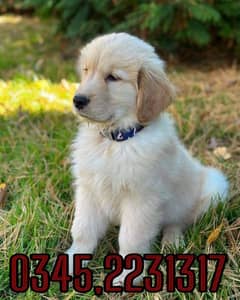 golden retriever puppy O345,22,3131,7