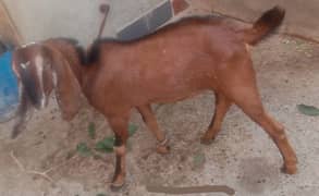 bakra